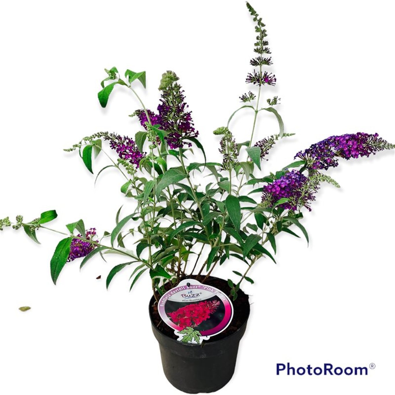 Buddleja d. 'Buzz Pink Purple' - C3